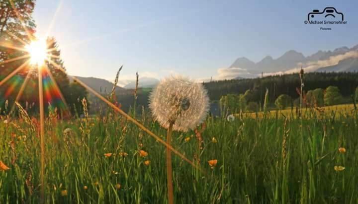 Appartement Biobauernhof Brandlhof à Ramsau am Dachstein Extérieur photo