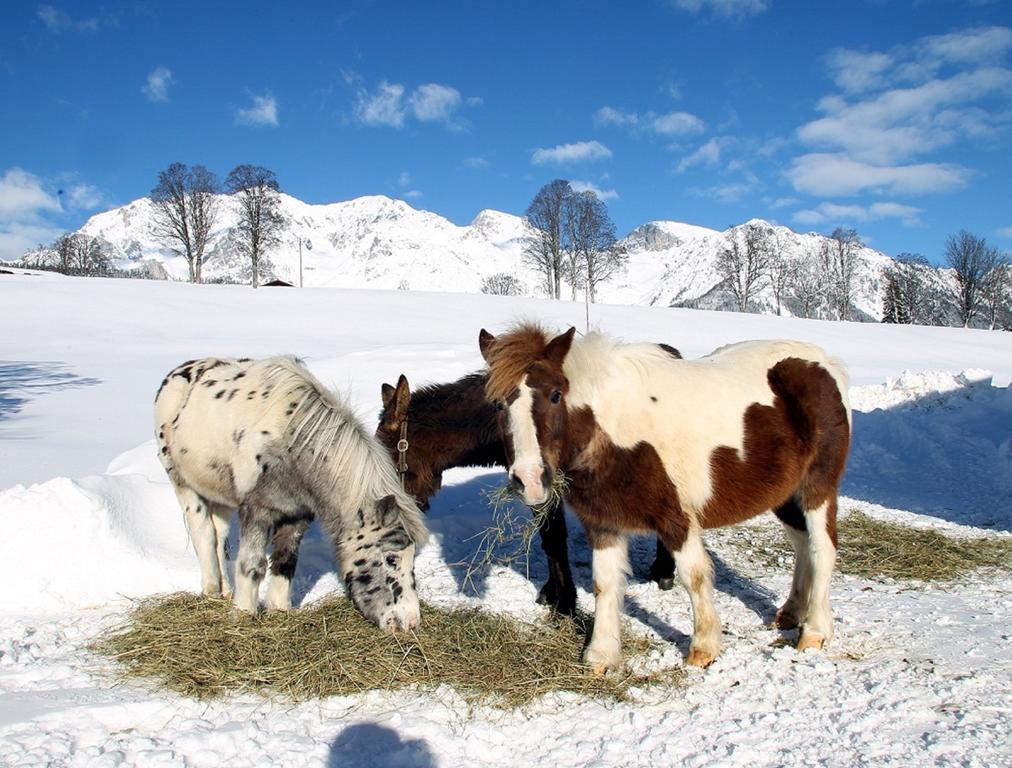 Appartement Biobauernhof Brandlhof à Ramsau am Dachstein Extérieur photo